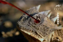 Loài thằn lằn có khả năng phun máu để tự vệ (Ảnh: Animal Planet/YouTube)