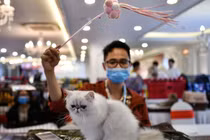 Những con mèo có thể lây nhiễm virus corona cho nhau (Ảnh: Nature)