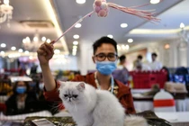 Những con mèo có thể lây nhiễm virus corona cho nhau (Ảnh: Nature)