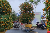 Nhà vườn, nghệ nhân đưa quất cảnh đến tham dự "Ngày hội quất cảnh" ở Hội An