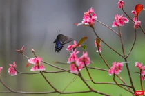 Hoa đào chuông khoe sắc trên đỉnh Bà Nà (Đà Nẵng)