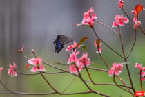 Hoa đào chuông khoe sắc trên đỉnh Bà Nà (Đà Nẵng)