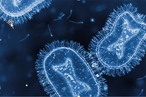 Virus đậu mùa khỉ