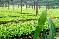 Trung tâm nhân giống dược liệu quý tại Quảng Nam