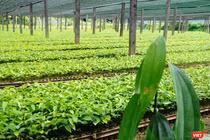 Trung tâm nhân giống dược liệu quý tại Quảng Nam