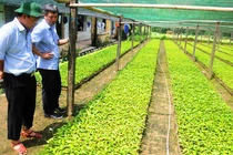 Trung tâm bảo tồn và nuôi trồng dược liệu tại Quảng Nam