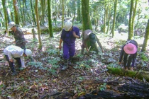 Khu vực rừng trồng Sâm Ngọc Linh trên địa bàn huyện Nam Trà My (Quảng Nam)