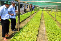 Trung tâm bảo tồn và nuôi trồng dược liệu tại Quảng Nam