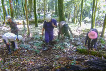 Khu vực rừng trồng Sâm Ngọc Linh trên địa bàn huyện Nam Trà My (Quảng Nam)