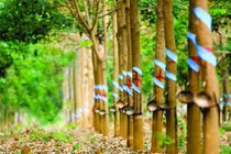 An Thịnh và Cường Thịnh từng chi 1.652 tỉ đồng để mua 59 triệu cổ phần phát hành riêng lẻ của HNG (Ảnh minh họa - Nguồn: Internet)