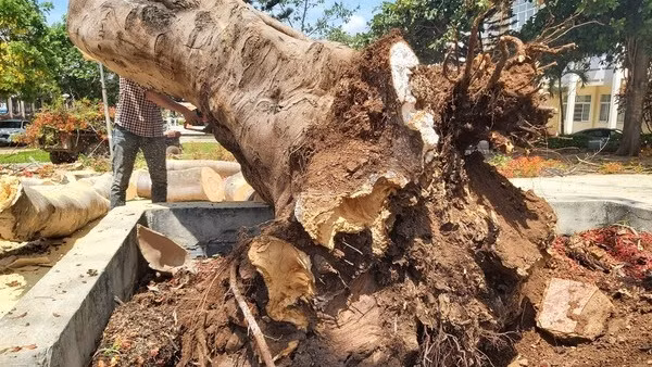 Cây bị mục ruỗng, ngã đổ gây nguy hiểm. Ảnh: Vietnamnet