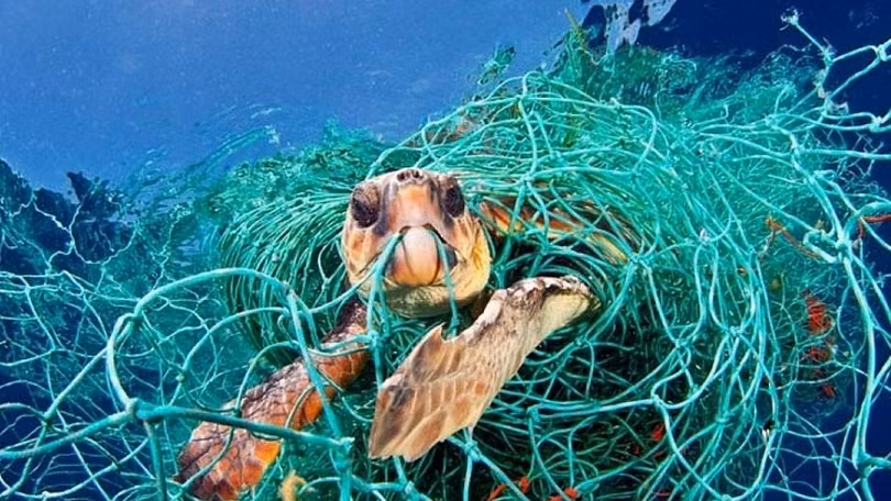 Một con rùa biển mắc kẹt trong một chiếc lưới nhựa bị vứt bỏ dưới đáy biển. Ảnh: National Geographic
