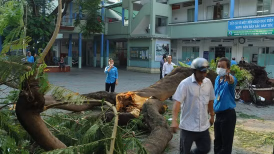 Phượng cổ thụ bật gốc đè 1 học sinh tử vong. Ảnh: Tuổi Trẻ