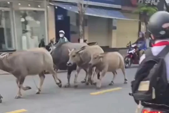 Đàn trâu phi nước đại qua cầu Rồng ở Đà Nẵng. Ảnh cắt từ clip