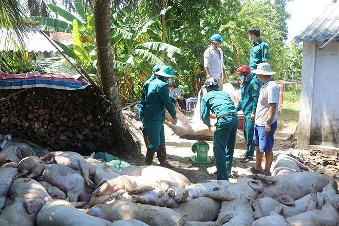 Mới đây, Chính phủ đã ban hành quy định mới về hỗ trợ tiêu hủy DTLCP cho người dân và doanh nghiệp chăn nuôi lợn