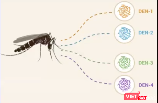 Sốt xuất huyết do virus dengue gây ra có 4 tuýp (Ảnh: Minh Thúy)