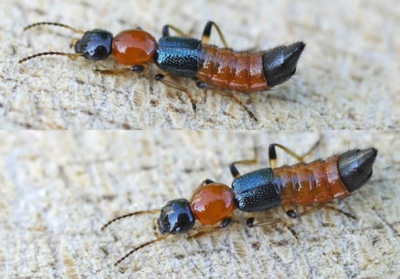 Kiến ba khoang (Ảnh: Bệnh viện Da liễu Trung ương) Kiến ba khoang (Ảnh: Bệnh viện Da liễu Trung ương)