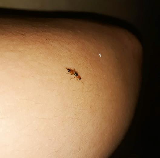 Kiến ba khoang tại KTX của trường Đại học Quốc gia TP.HCM