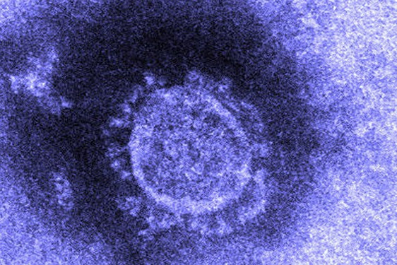 Virus Corona. Ảnh: Jiji Press