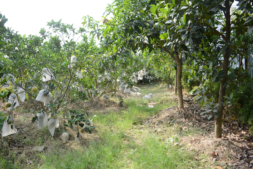 Vườn cây của ông Nguyễn Văn Hùng ở khu phố Trung Hòa đầu tư cả tỷ đồng từ nhiều năm nay sẽ cho thu hoạch đợt đầu vào dịp Tết này nhưng sẽ có nguy cơ bị thiệt hại nặng nề nếu phải cưỡng chế để thực hiện dự án.