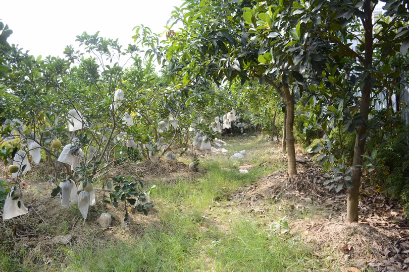 Vườn cây của ông Nguyễn Văn Hùng ở khu phố Trung Hòa đầu tư cả tỷ đồng từ nhiều năm nay sẽ cho thu hoạch đợt đầu vào dịp Tết này nhưng sẽ có nguy cơ bị thiệt hại nặng nề nếu phải cưỡng chế để thực hiện dự án. Vườn cây của ông Nguyễn Văn Hùng ở khu phố Trung Hòa đầu tư cả tỷ đồng từ nhiều năm nay sẽ cho thu hoạch đợt đầu vào dịp Tết này nhưng sẽ có nguy cơ bị thiệt hại nặng nề nếu phải cưỡng chế để thực hiện dự án.