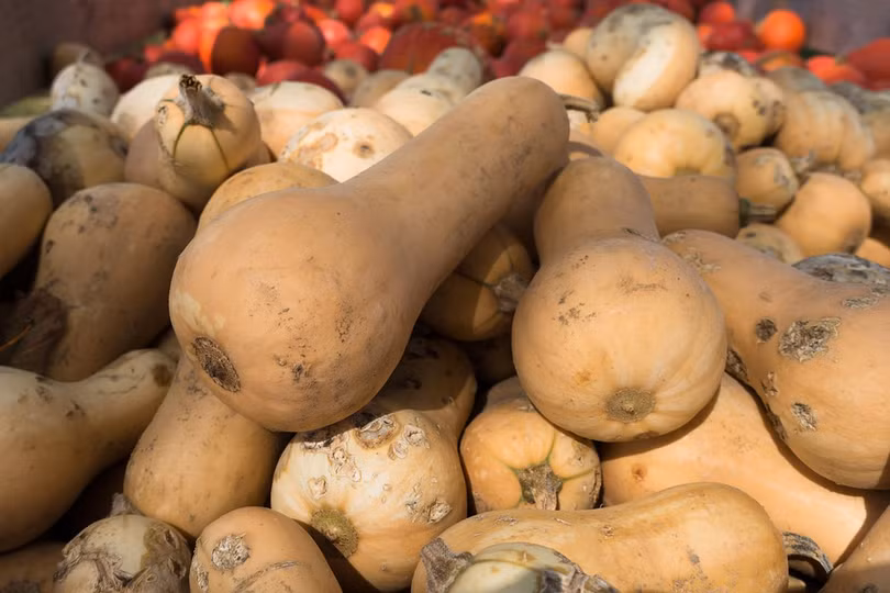 Quả bầu nâu Quả bầu nâu