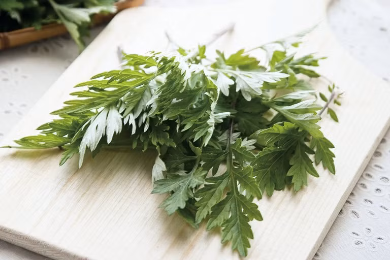 6 lợi ích tuyệt vời của cây ngải cứu