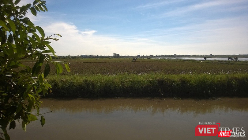 Cánh đồng lúa ở Hải Phòng là nơi cư ngụ của hàng ngàn con chuột đồng đặc sản