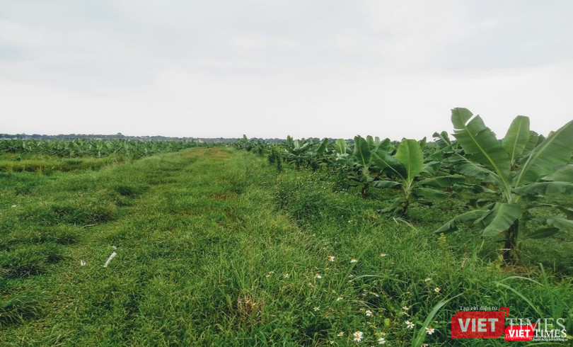 Cánh đồng chuối xuất khẩu HTX Nông nghiệp Công nghệ Cao Hòa Lạc. Ảnh: Nguyễn Đức Ninh. Cánh đồng chuối xuất khẩu HTX Nông nghiệp Công nghệ Cao Hòa Lạc. Ảnh: