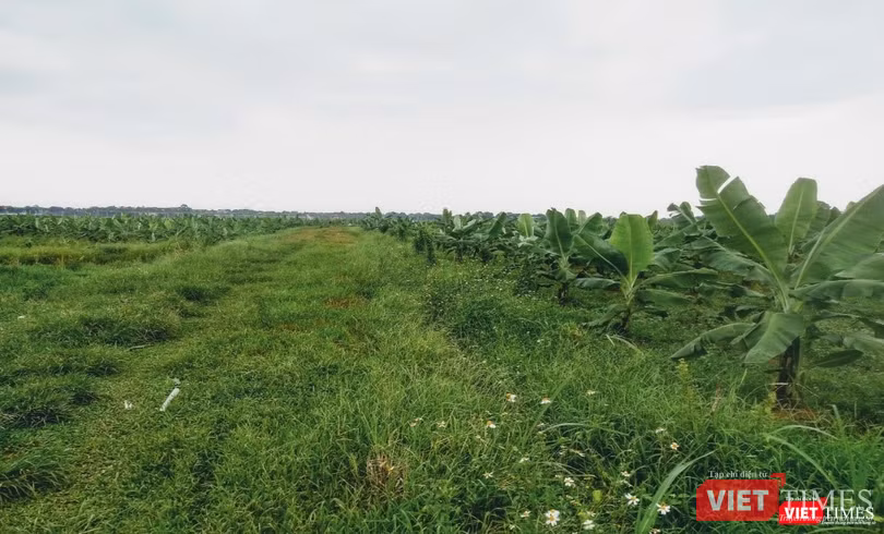 Cánh đồng chuối xuất khẩu HTX Nông nghiệp Công nghệ Cao Hòa Lạc. Ảnh: