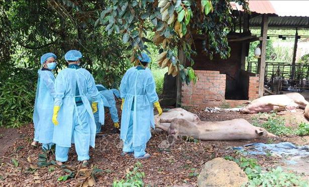 Nhà nước đã đầu tư rất nhiều cho công tác phòng chống dịch lợn châu Phi, nhưng xem ra vẫn như muối bỏ bể.