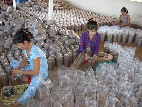 Nghề trồng nấm đem lại công ăn việc làm cho nhiều nông dân Nghề trồng nấm đem lại công ăn việc làm cho nhiều nông dân