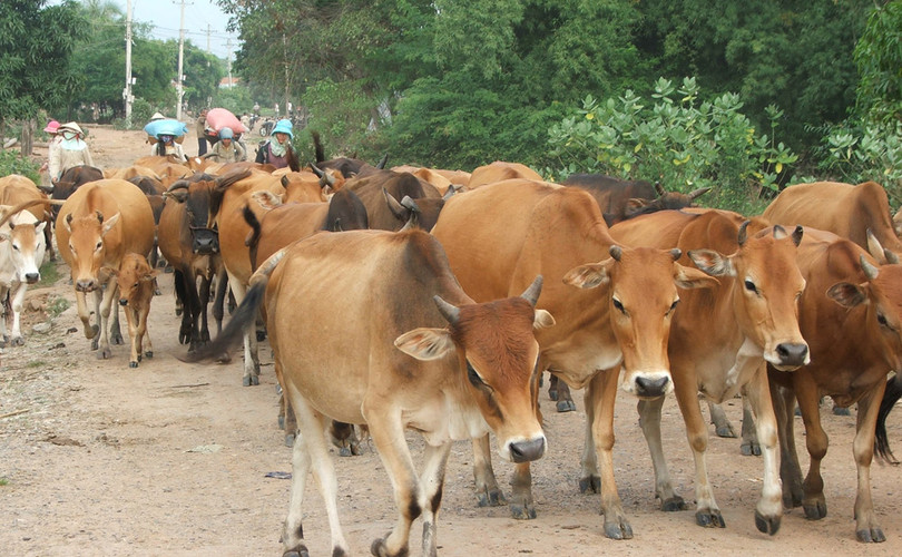 Các tổ chức, cá nhân có hoạt động chăn nuôi không được đánh đập, hành hạ vật nuôi (trâu, bò, lợn, dê…); phải có chuồng trại, không gian phù hợp với vật nuôi; cung cấp đầy đủ thức ăn, nước uống... Các tổ chức, cá nhân có hoạt động chăn nuôi không được đánh đập, hành hạ vật nuôi (trâu, bò, lợn, dê…); phải có chuồng trại, không gian phù hợp với vật nuôi; cung cấp đầy đủ thức ăn, nước uống...