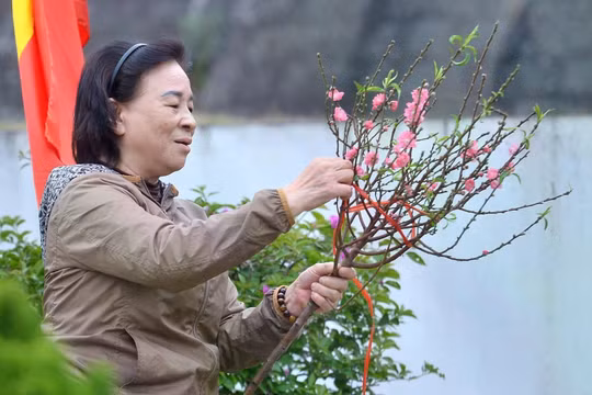 Đào, quất theo chân người đi tảo mộ ngày giáp Tết