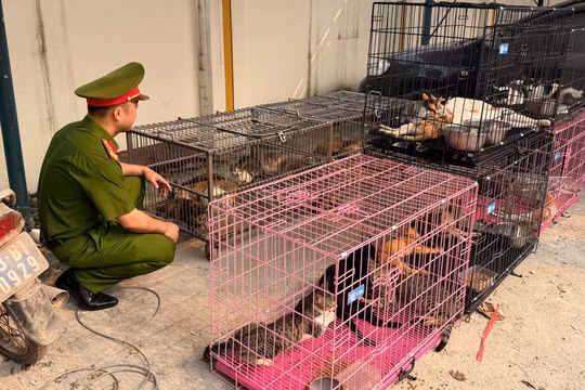 Cầm vợt dài, túi vải bắt trộm hơn 300 con mèo