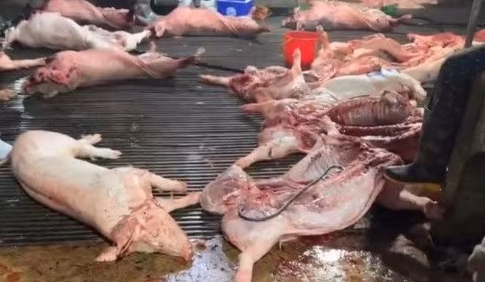 Thịt lợn chết vào bữa ăn học sinh - tội ác không thể tha thứ