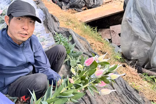 Người dân trồng hoa ở Tây Tựu tất bật bó hoa ly cho khách tại vườn. Ảnh: Q.A.