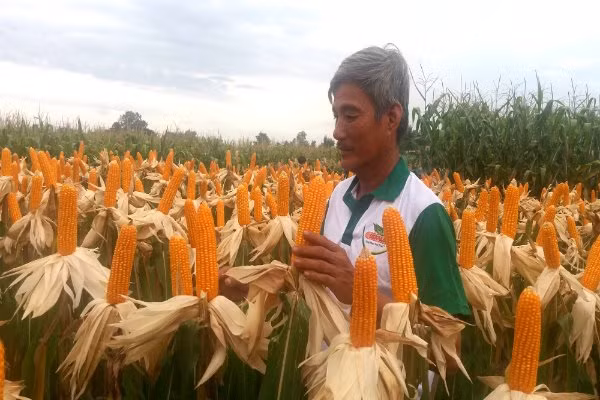 Trong khi các mặt hàng nông nghiệp chính của Việt Nam có xu hướng giảm giá thì giá bắp (ngô) lại ổn định. Theo WB, giá bắp trong những năm tới ở mức 169 đô la Mỹ/tấn. Ảnh: NH