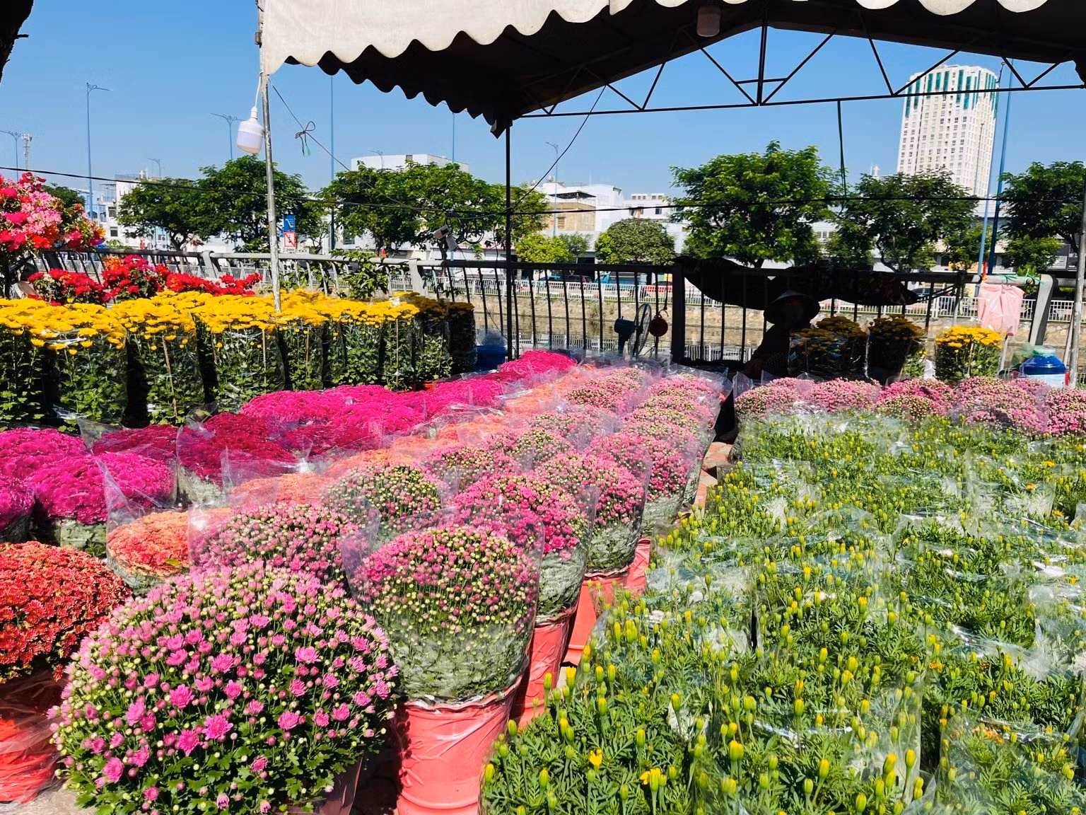 Các gian hàng cúc mâm xôi, cúc đại đóa và vạn thọ được sắp xếp ngay ngắn. Ảnh: Diệu Huyền