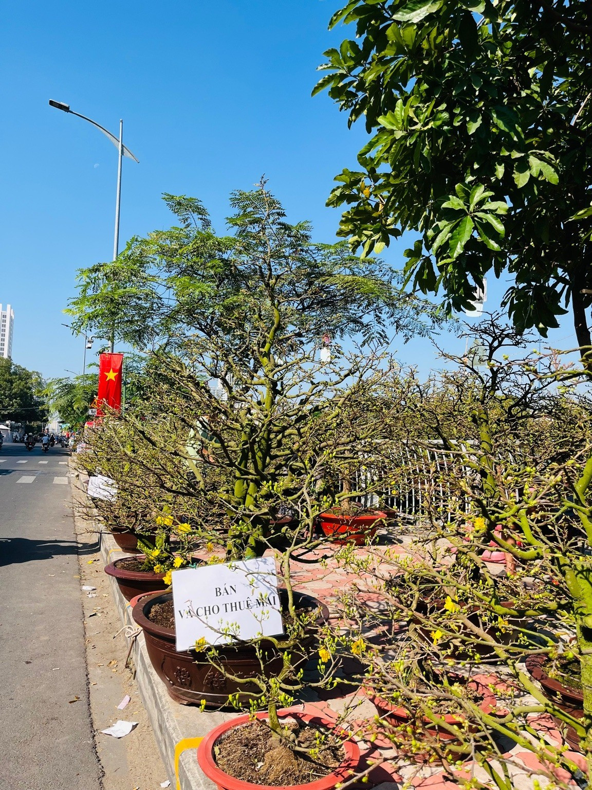 Những chậu mai vàng được trưng bày dọc vỉa hè. Ảnh: Diệu Huyền