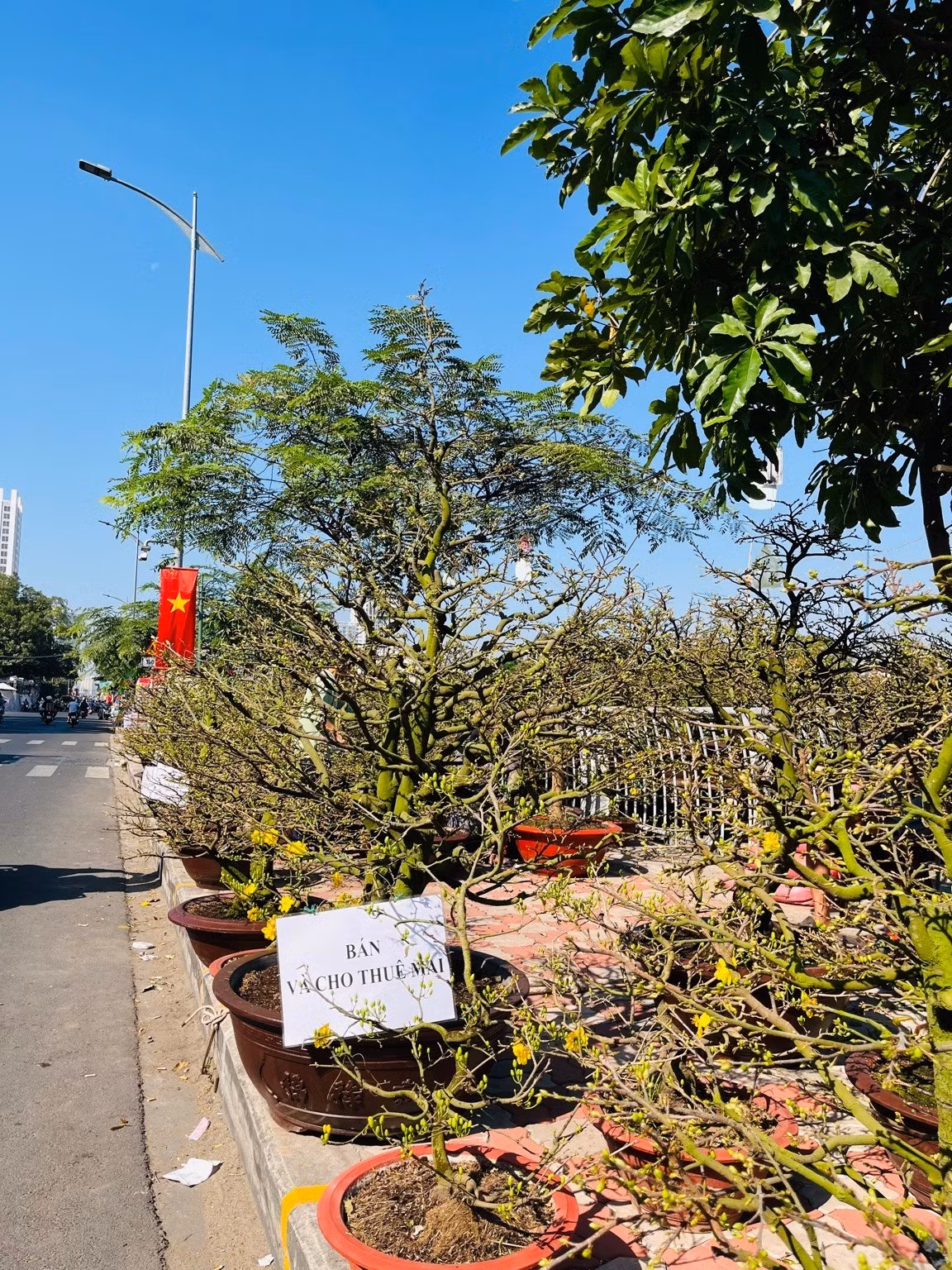 Những chậu mai vàng được trưng bày dọc vỉa hè. Ảnh: Diệu Huyền