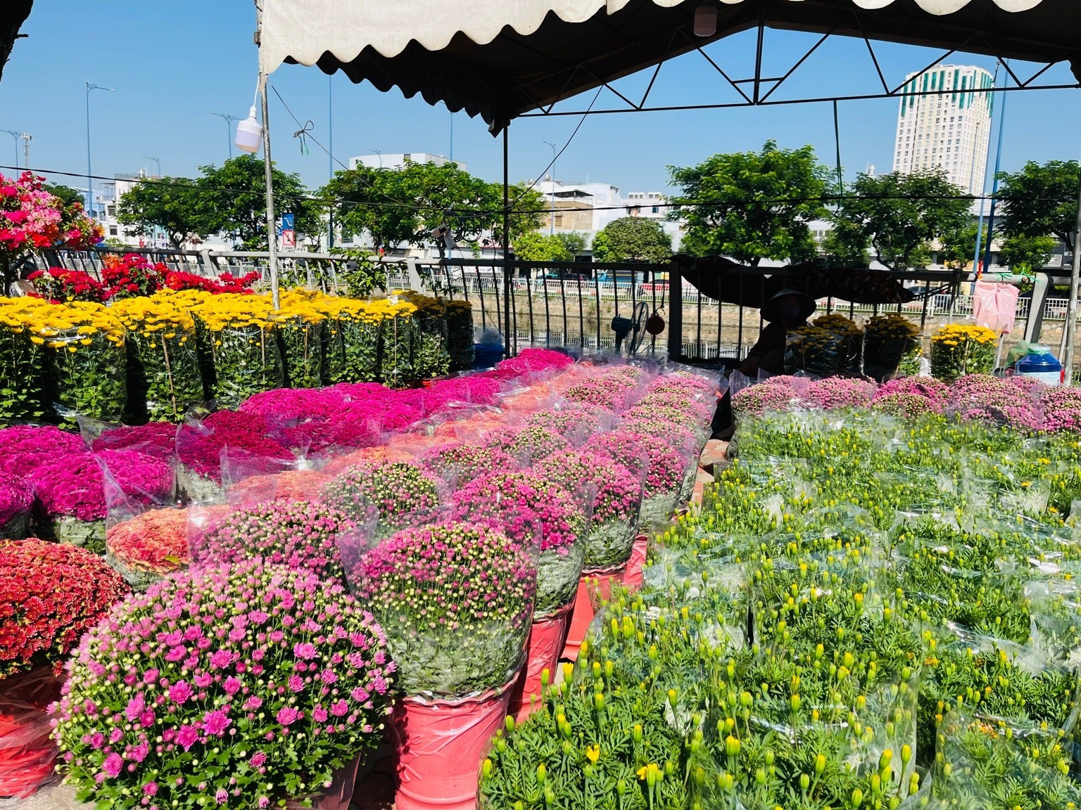 Các gian hàng cúc mâm xôi, cúc đại đóa và vạn thọ được sắp xếp ngay ngắn. Ảnh: Diệu Huyền