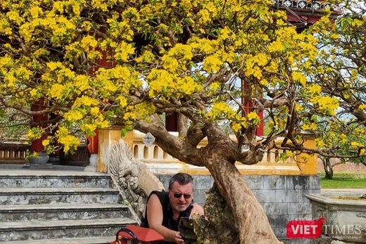 Du khách nước ngoài hứng thú với các cội mai cổ thụ trưng bày tại Ngày hội Hoàng Mai xứ Huế