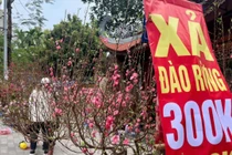 Vì sao tiểu thương giảm giá, ồ ạt thanh lý đào, quất?