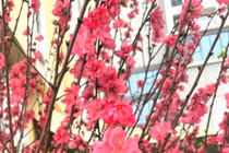 Phố phường Hà Nội ngập tràn sắc xuân