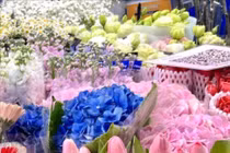 Khám phá chợ hoa lớn nhất Hà Nội dịp giáp Tết