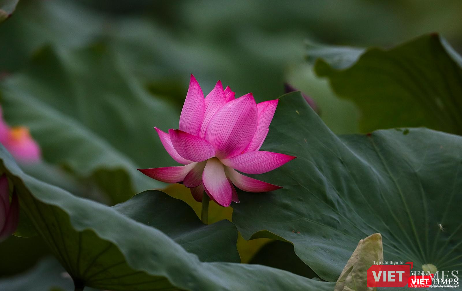 Cận cảnh một hoa sen đang nở