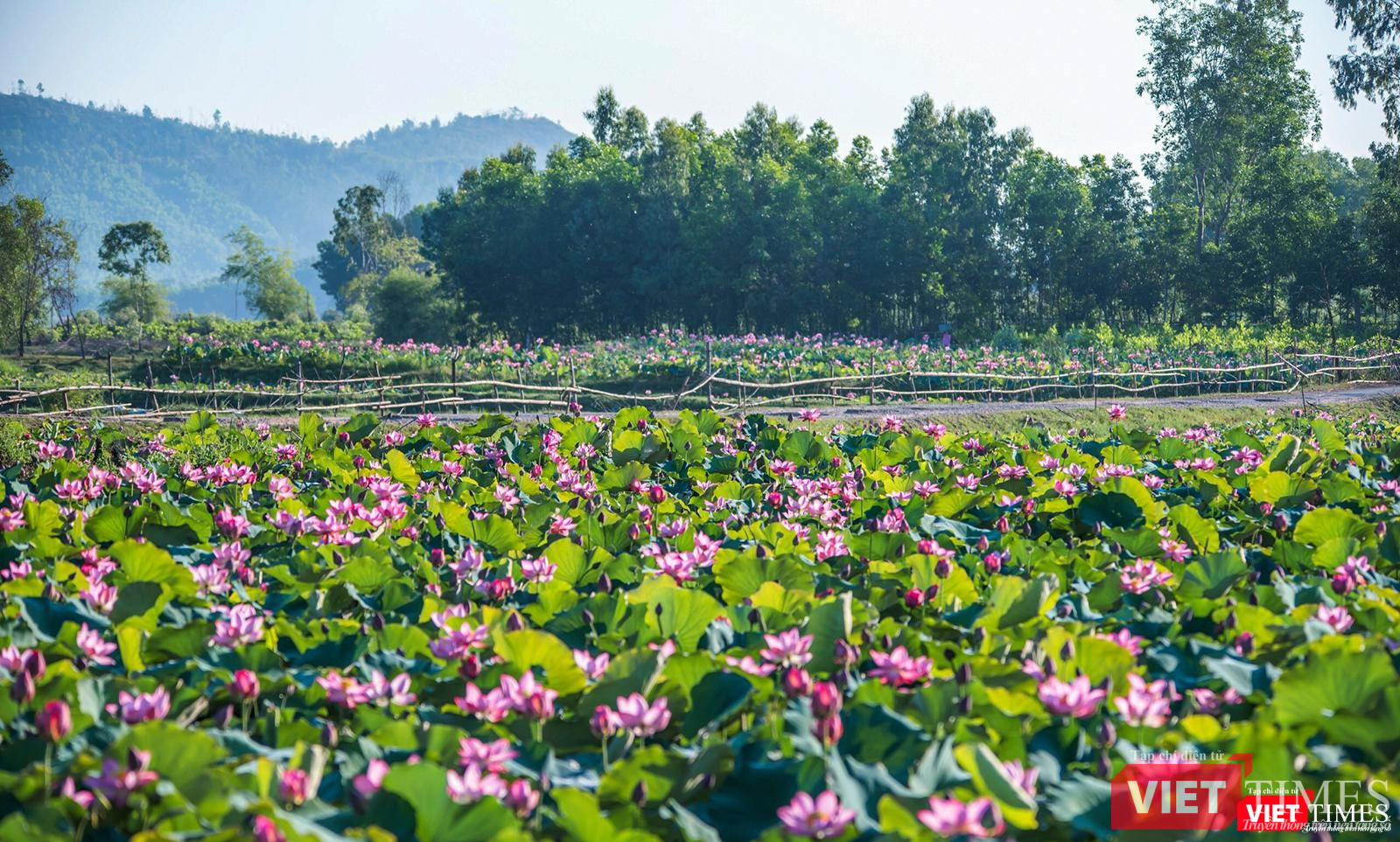 Toàn cảnh cánh đồng sen lớn Trà Lý