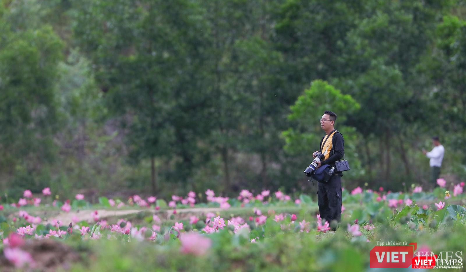 Người nghệ sĩ ngẫn ngơ trước vẻ đẹp của cánh đồng sen