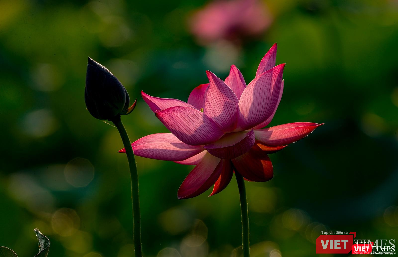 Dưới ánh nắng ban man